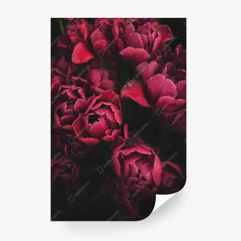 Wall mural deep crimson blooms with raindrops