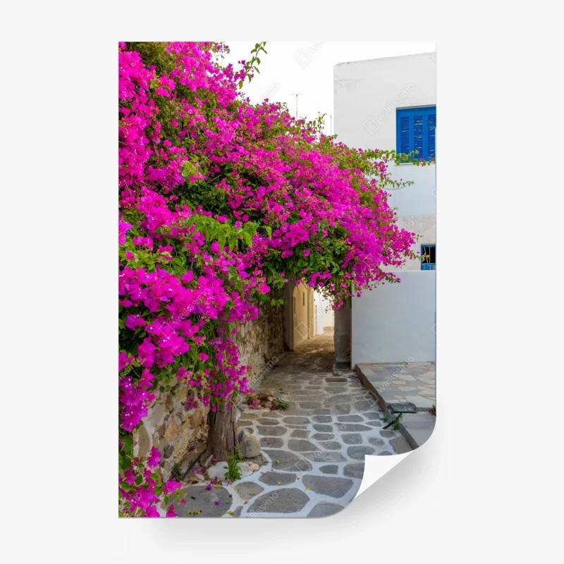 Wall mural blooming bougainvillea in Naousa alley
