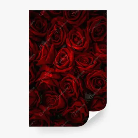 Wall mural lush red roses close-up • Wallissimo®