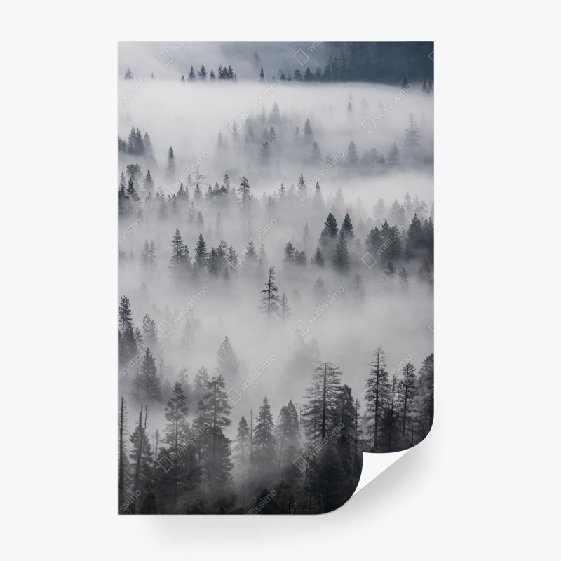 Wall mural mist-shrouded pine forest