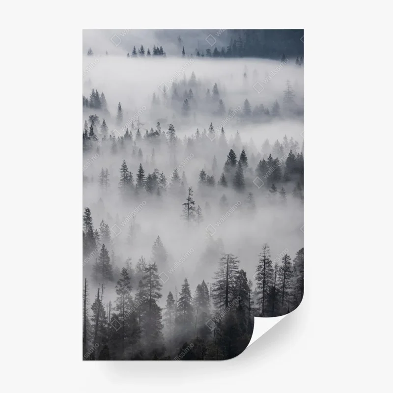Wall mural mist-shrouded pine forest