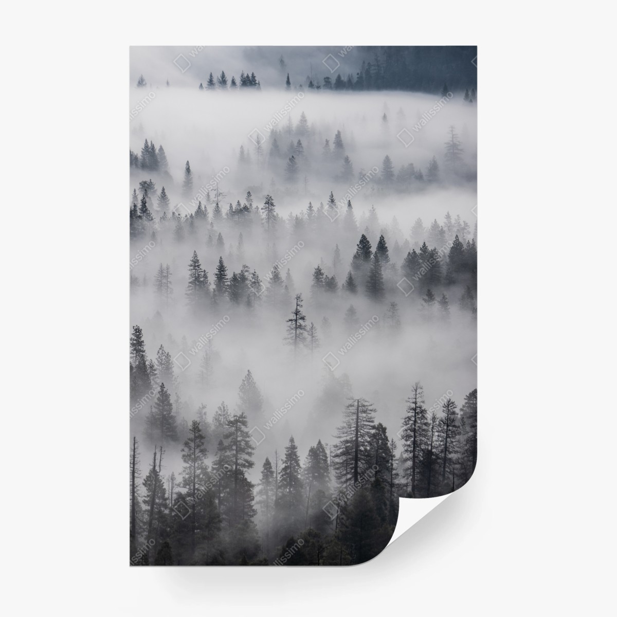 Wall mural mist-shrouded pine forest ⁕ Wallissimo®