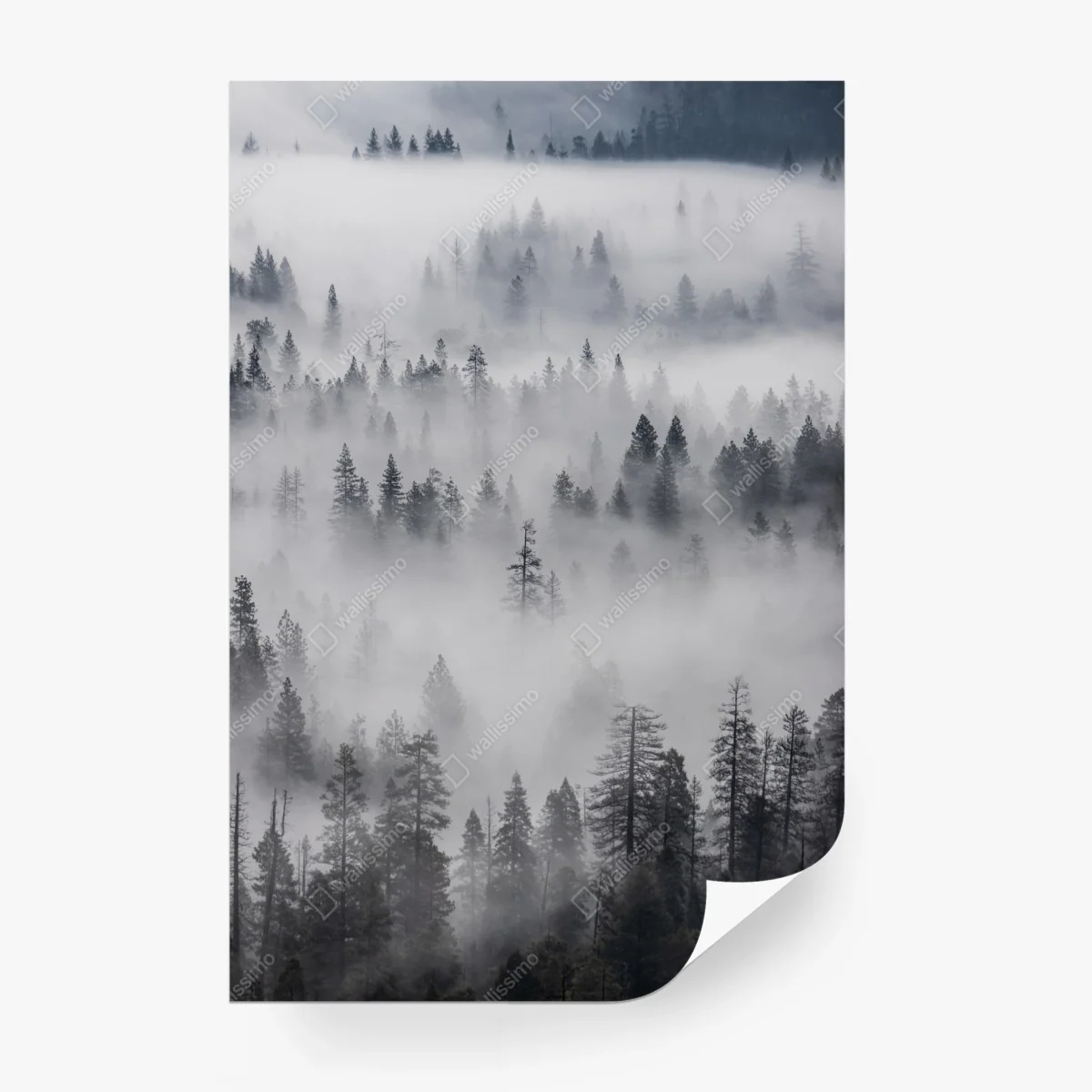 Wall mural mist-shrouded pine forest • Wallissimo® Wall mural mist-shrouded pine forest • Wallissimo®