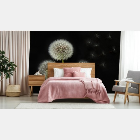 Wall mural delicate dandelion seed heads on black background • Wallissimo®