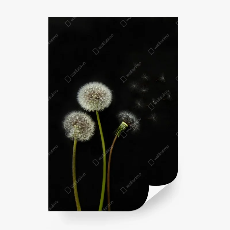 Wall mural delicate dandelion seed heads on black background