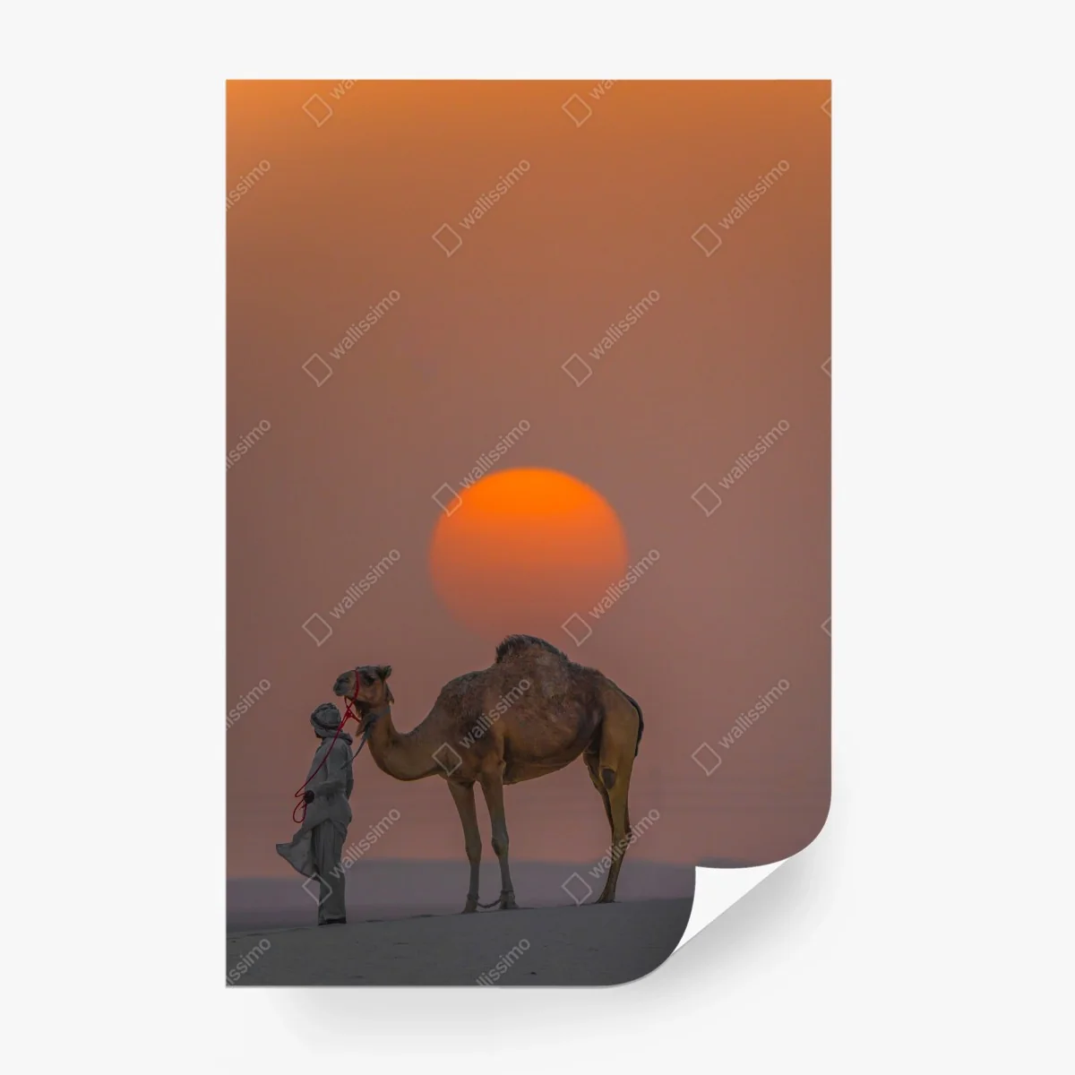 Wall mural desert sunset with camel silhouette • Wallissimo® Wall mural desert sunset with camel silhouette • Wallissimo®