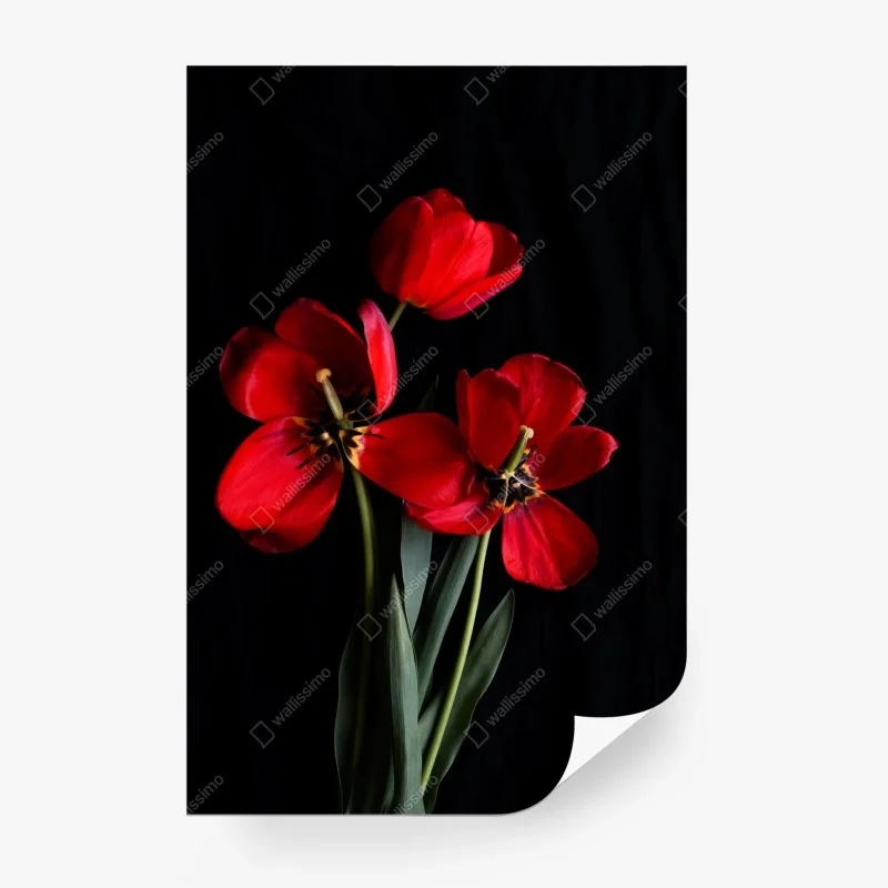 Wall mural three red tulips on black