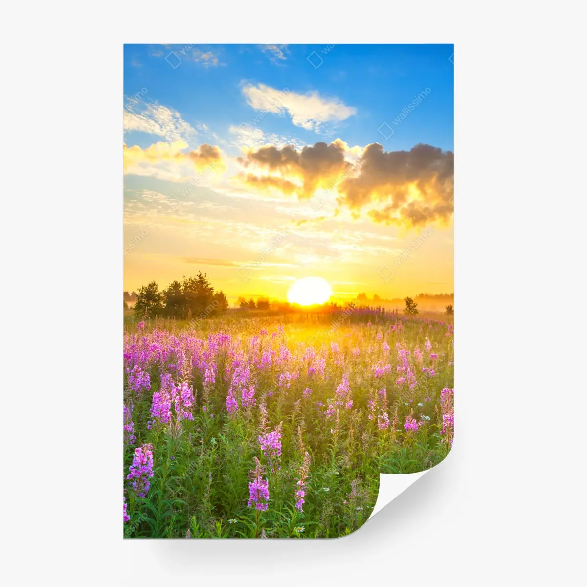 Wall mural sunrise in a purple wildflower meadow • Wallissimo® Wall mural sunrise in a purple wildflower meadow • Wallissimo®