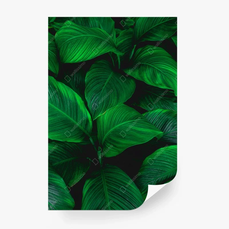 Wall mural lush tropical leaves wall art