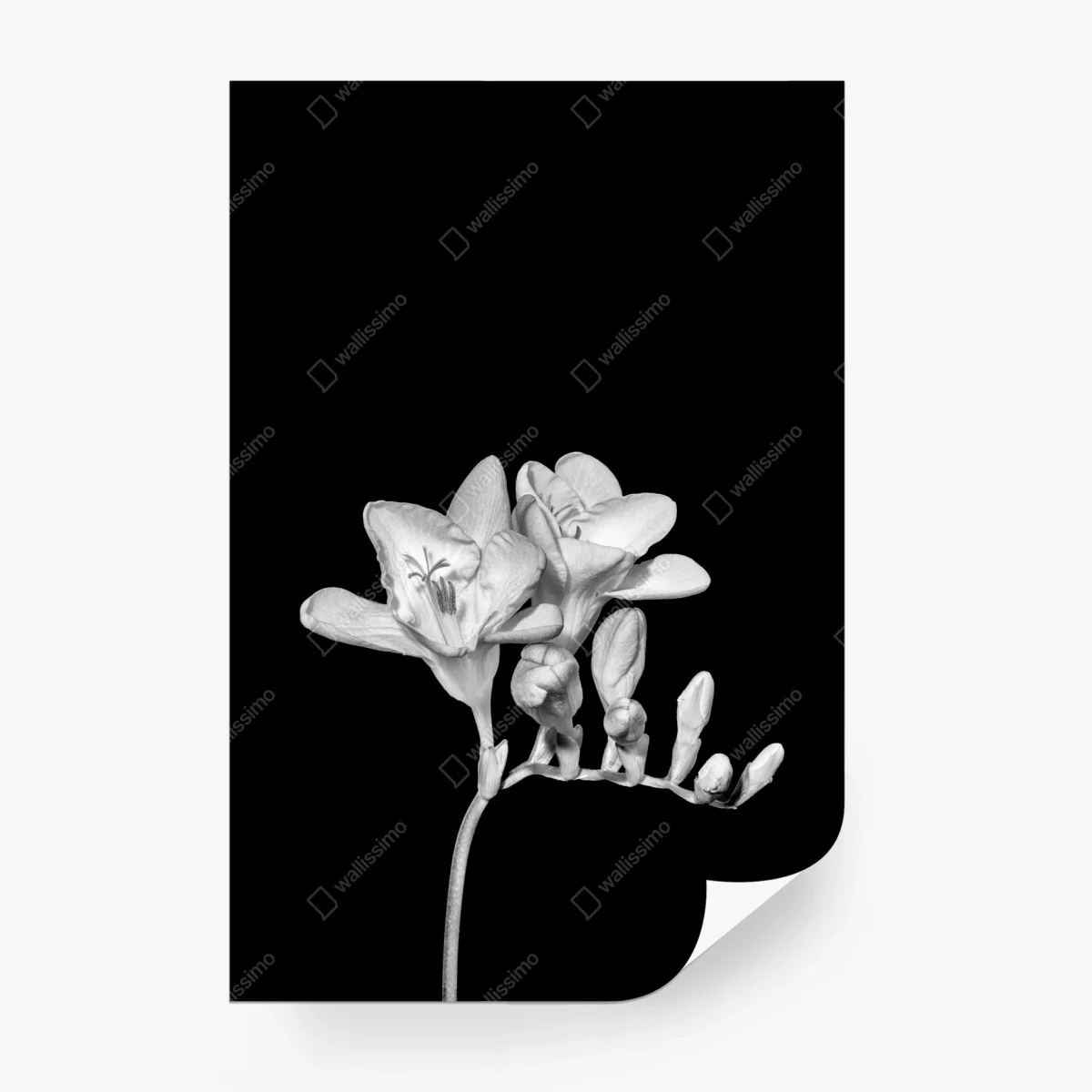 Wall mural elegant monochrome freesia bloom • Wallissimo® Wall mural elegant monochrome freesia bloom • Wallissimo®