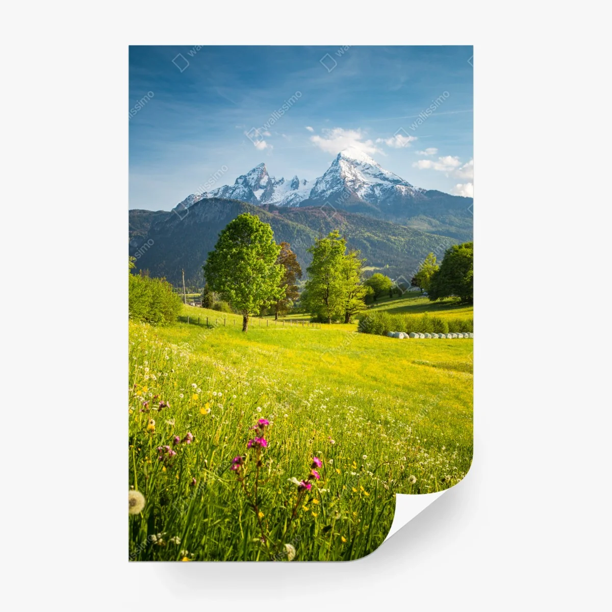Wall mural alpine spring meadow beneath snowcapped peaks • Wallissimo® Wall mural alpine spring meadow beneath snowcapped peaks • Wallissimo®