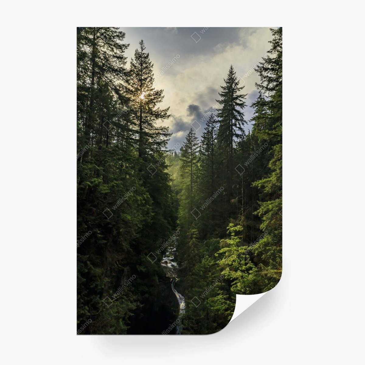 Wall mural misty evergreen forest waterfall ⁕ Wallissimo®