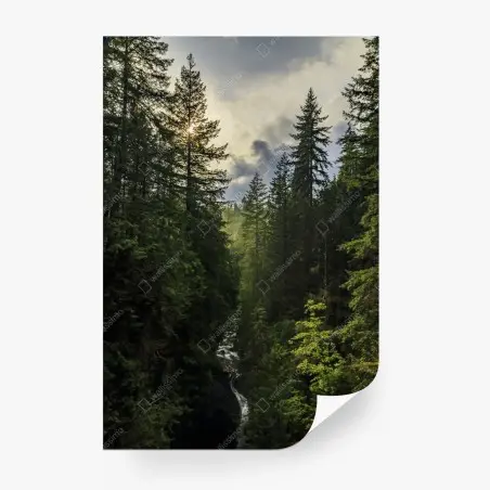 Wall mural misty evergreen forest waterfall • Wallissimo®