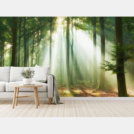 Wall mural morning light in the forest • Wallissimo®