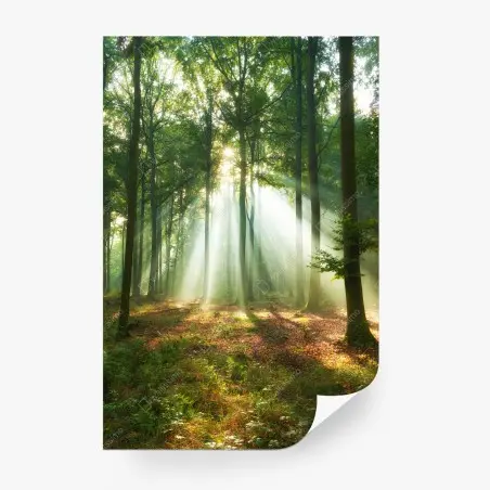 Wall mural morning light in the forest • Wallissimo®
