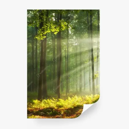 Wall mural sunlit morning in the forest • Wallissimo®