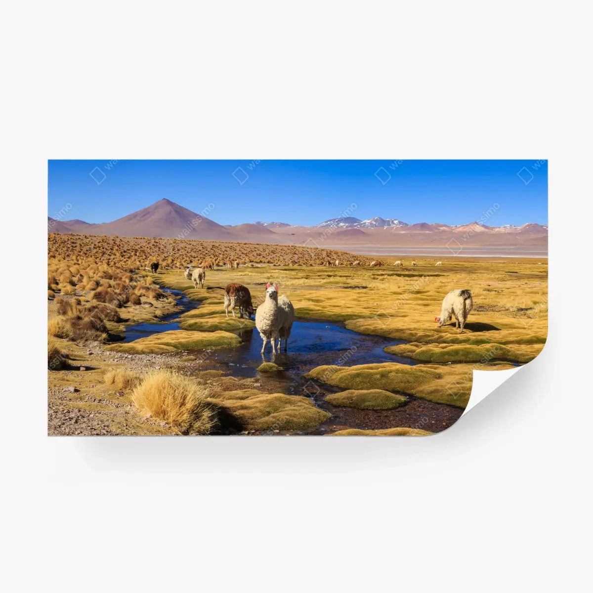 Wall mural llama on the Andes altiplano • Wallissimo® Wall mural llama on the Andes altiplano • Wallissimo®