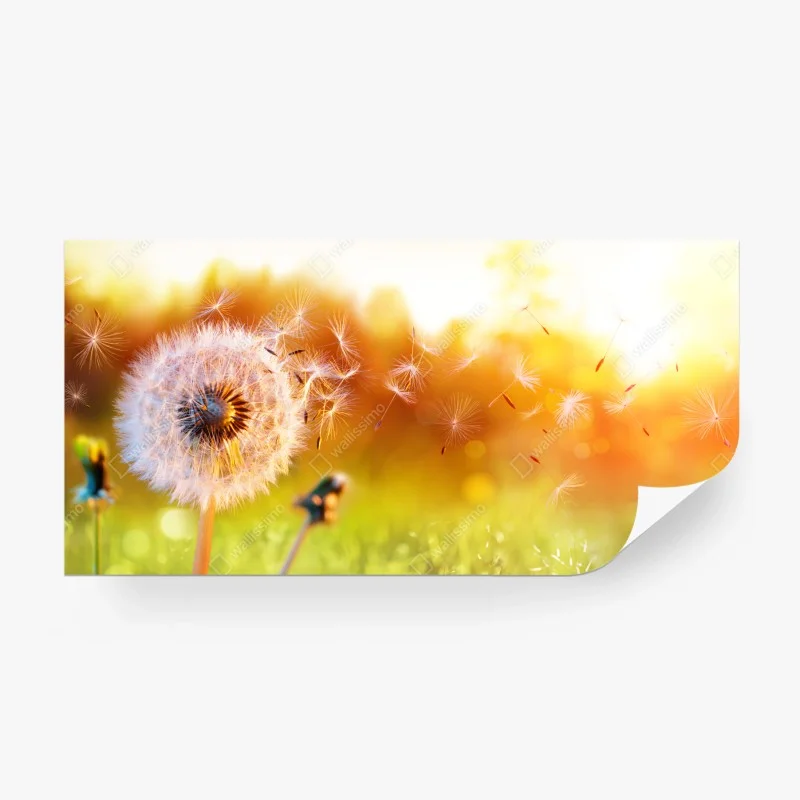 Wall mural golden dandelion seeds at sunset