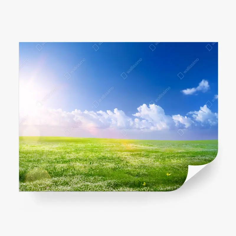 Wall mural sunny spring meadow with blue sky