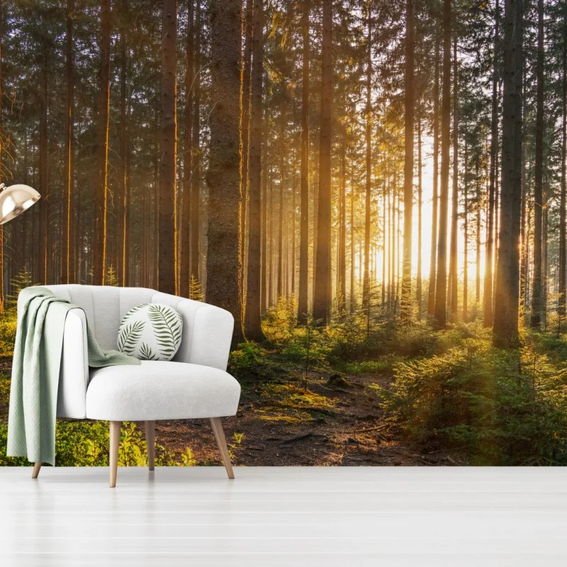 Wall mural sunlit forest pathway at sunrise