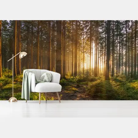 Wall mural sunlit forest pathway at sunrise • Wallissimo®