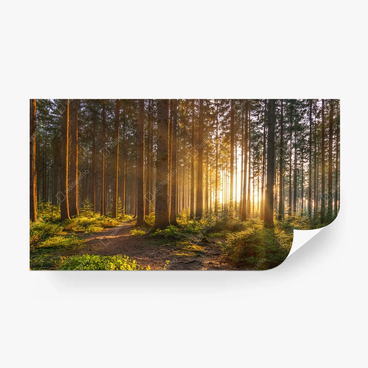 Wall mural sunlit forest pathway at sunrise • Wallissimo® Wall mural sunlit forest pathway at sunrise • Wallissimo®