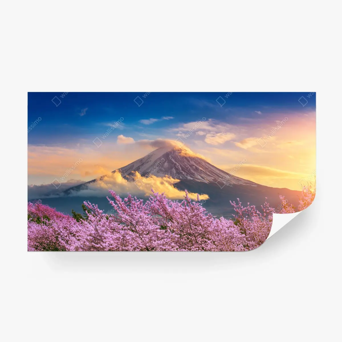 Wall mural Mount Fuji with cherry blossoms at sunrise • Wallissimo®
