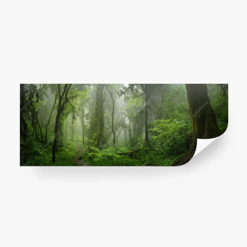 Wall mural misty tropical jungle pathway