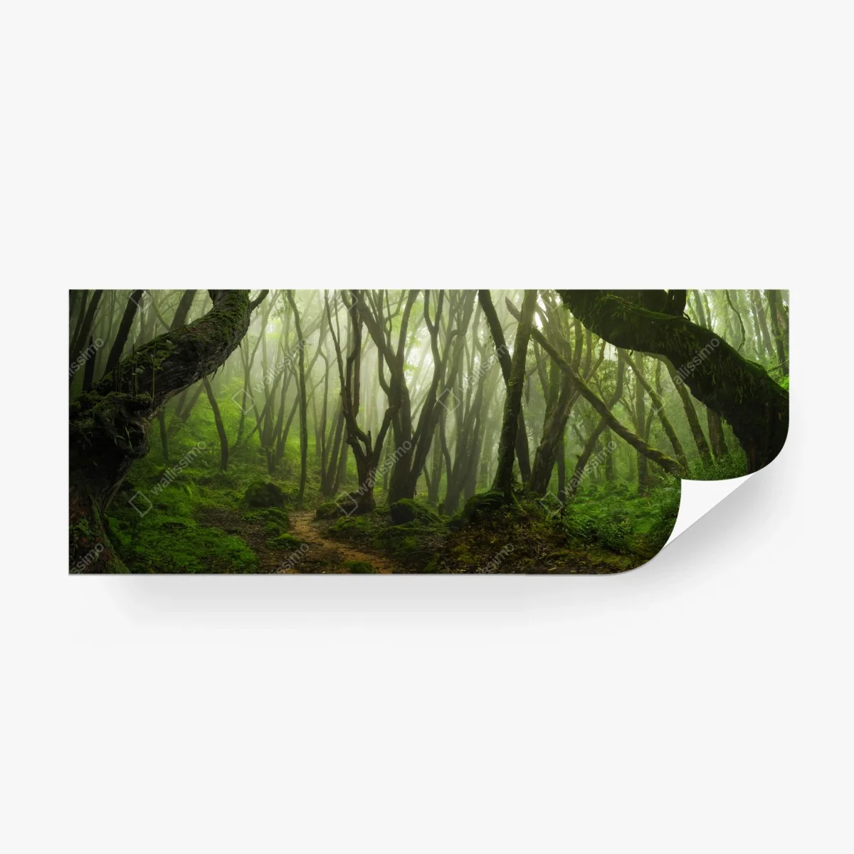 Wall mural misty green forest path • Wallissimo®