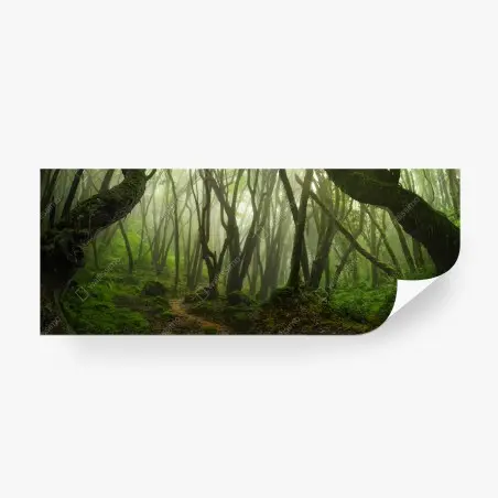 Wall mural misty green forest path • Wallissimo®