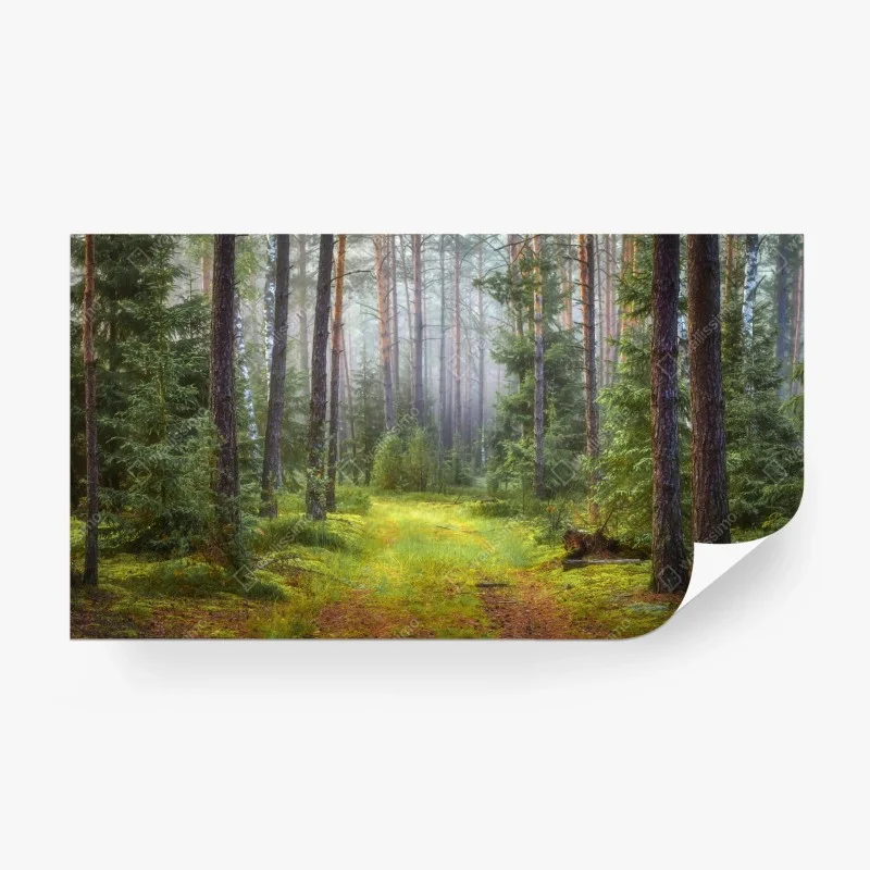 Wall mural misty pine forest trail