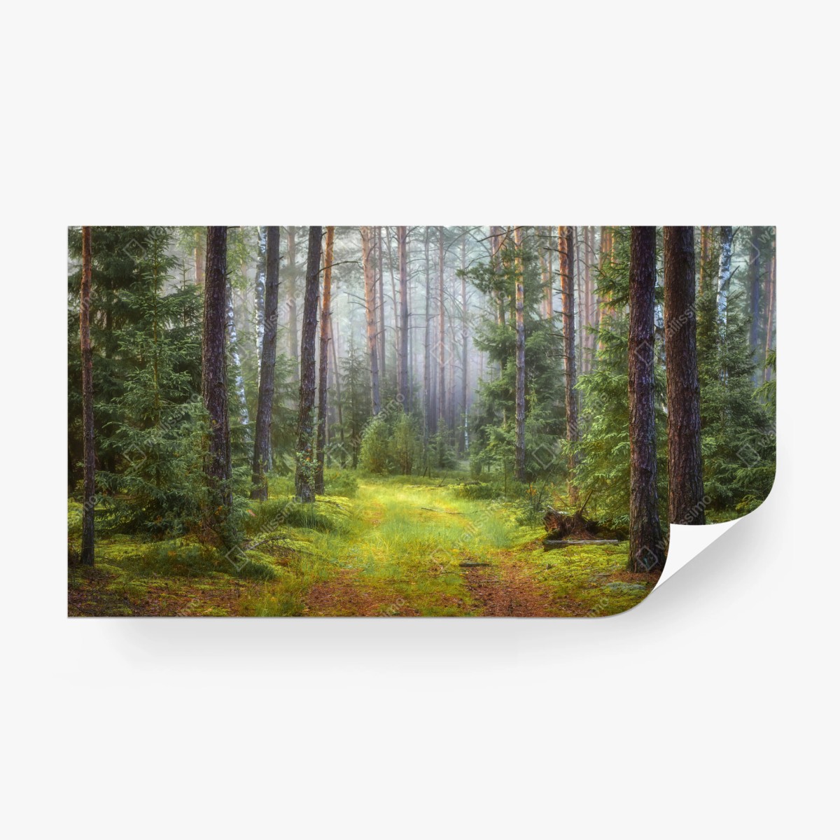 Wall mural misty pine forest trail • Wallissimo®
