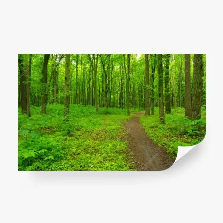 Wall mural serene green forest trail • Wallissimo®