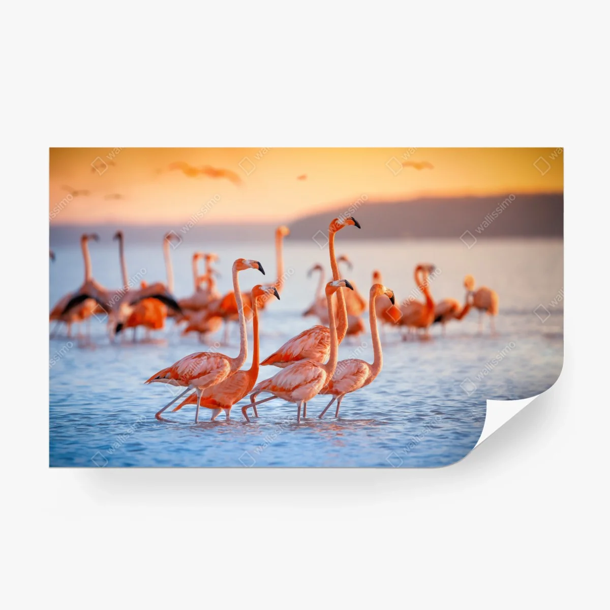 Wall mural pink flamingos at sunset • Wallissimo® Wall mural pink flamingos at sunset • Wallissimo®