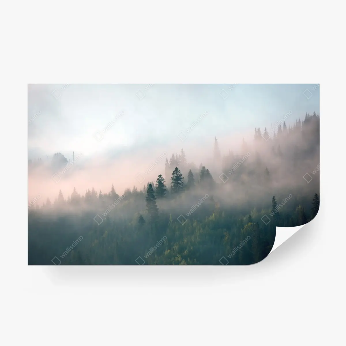 Wall mural misty morning forest landscape • Wallissimo®