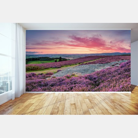 Wall mural purple heather meadows at sunset • Wallissimo®