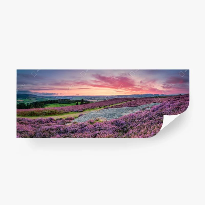 Wall mural purple heather meadows at sunset ⁕ Wallissimo® Wall mural purple heather meadows at sunset ⁕ Wallissimo®