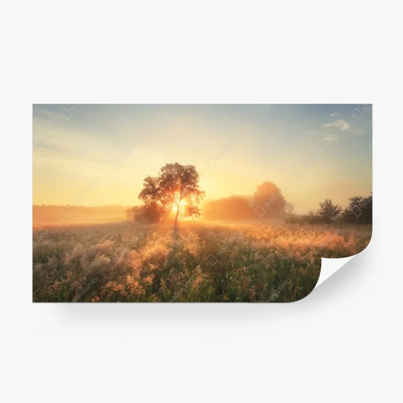 Wall mural golden sunrise over misty meadow
