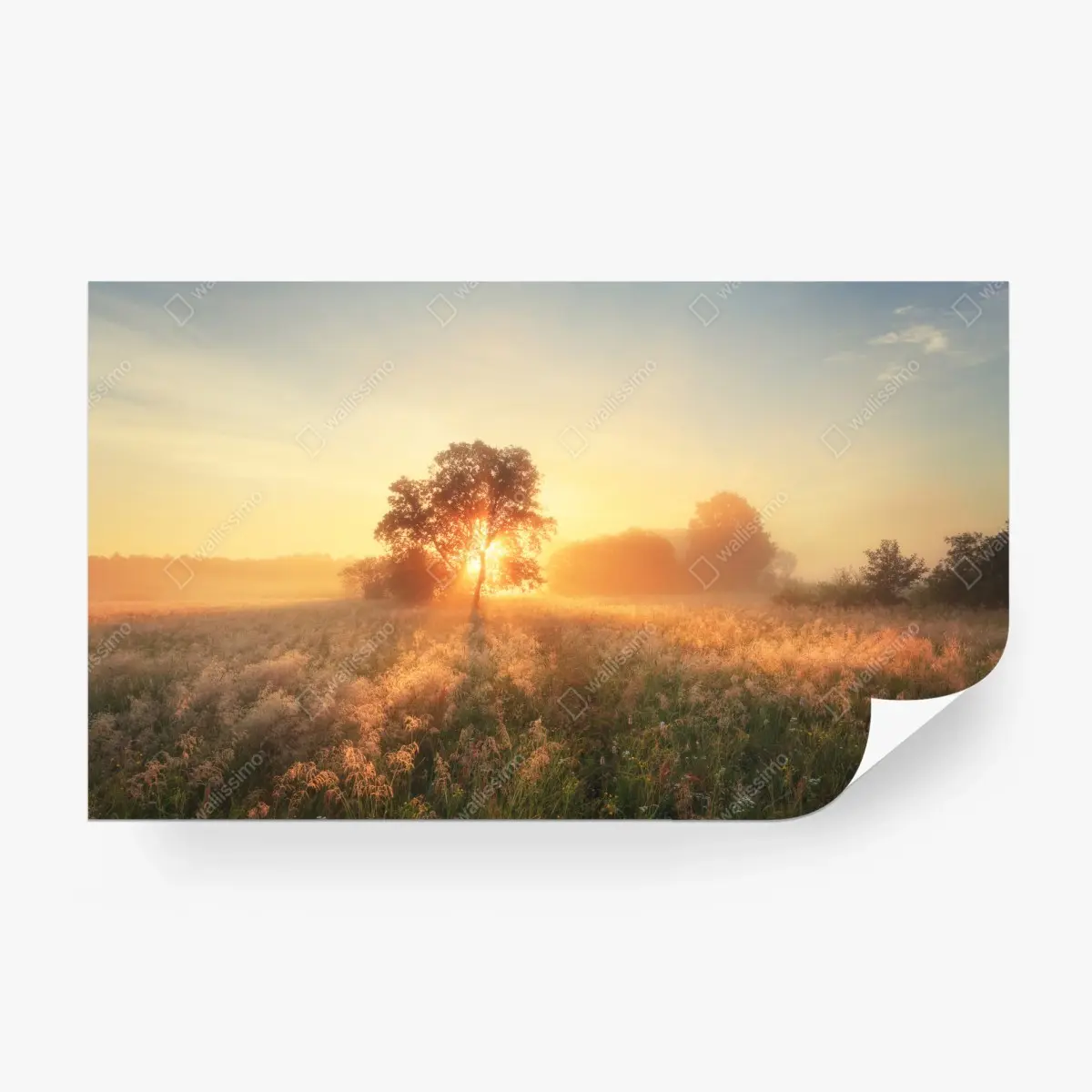 Wall mural golden sunrise over misty meadow ⁕ Wallissimo®