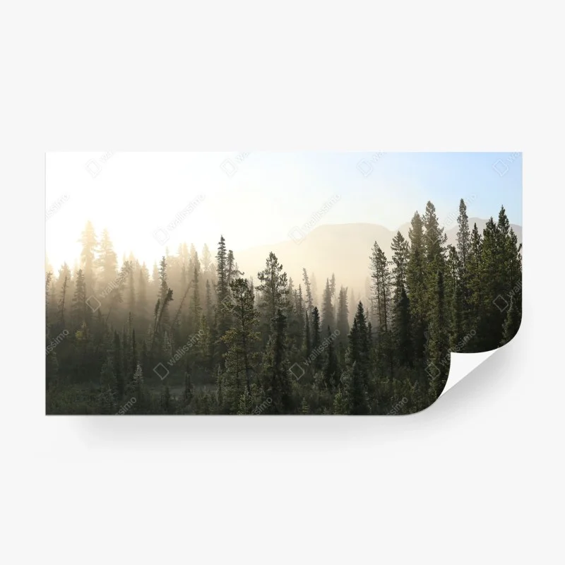 Wall mural misty pine forest at sunrise