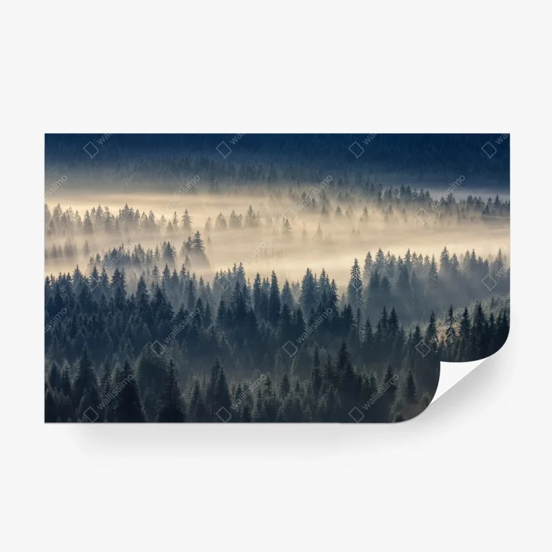Wall mural misty spruce valley at dawn