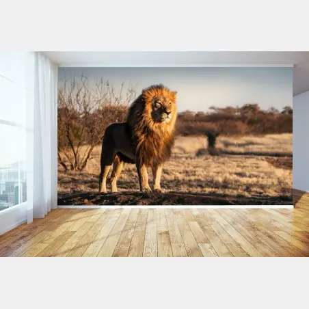 Wall mural regal lion on the savannah • Wallissimo®