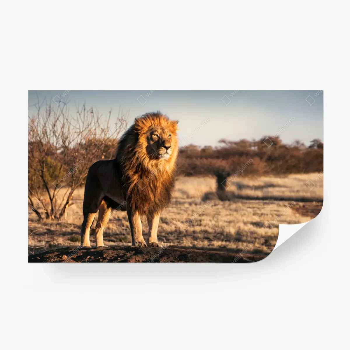 Wall mural regal lion on the savannah • Wallissimo®