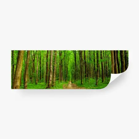 Wall mural green forest pathway in spring • Wallissimo®