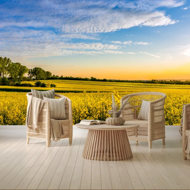 Wall mural sunlit canola field at sunset