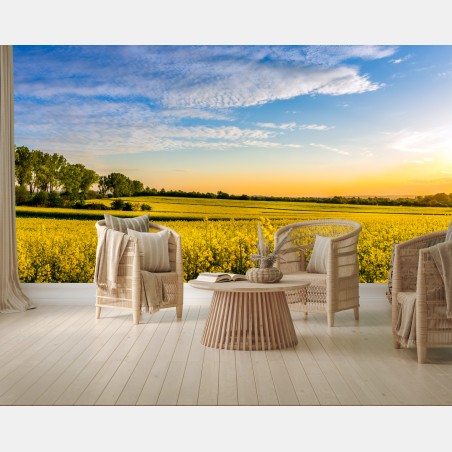 Wall mural sunlit canola field at sunset • Wallissimo®