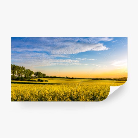 Wall mural sunlit canola field at sunset • Wallissimo®