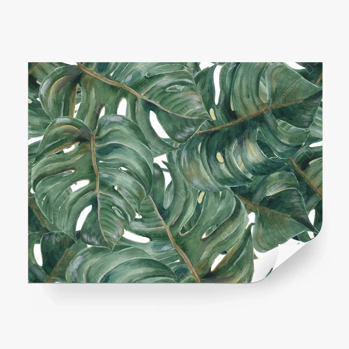 Wall mural lush monstera watercolor leaves • Wallissimo®