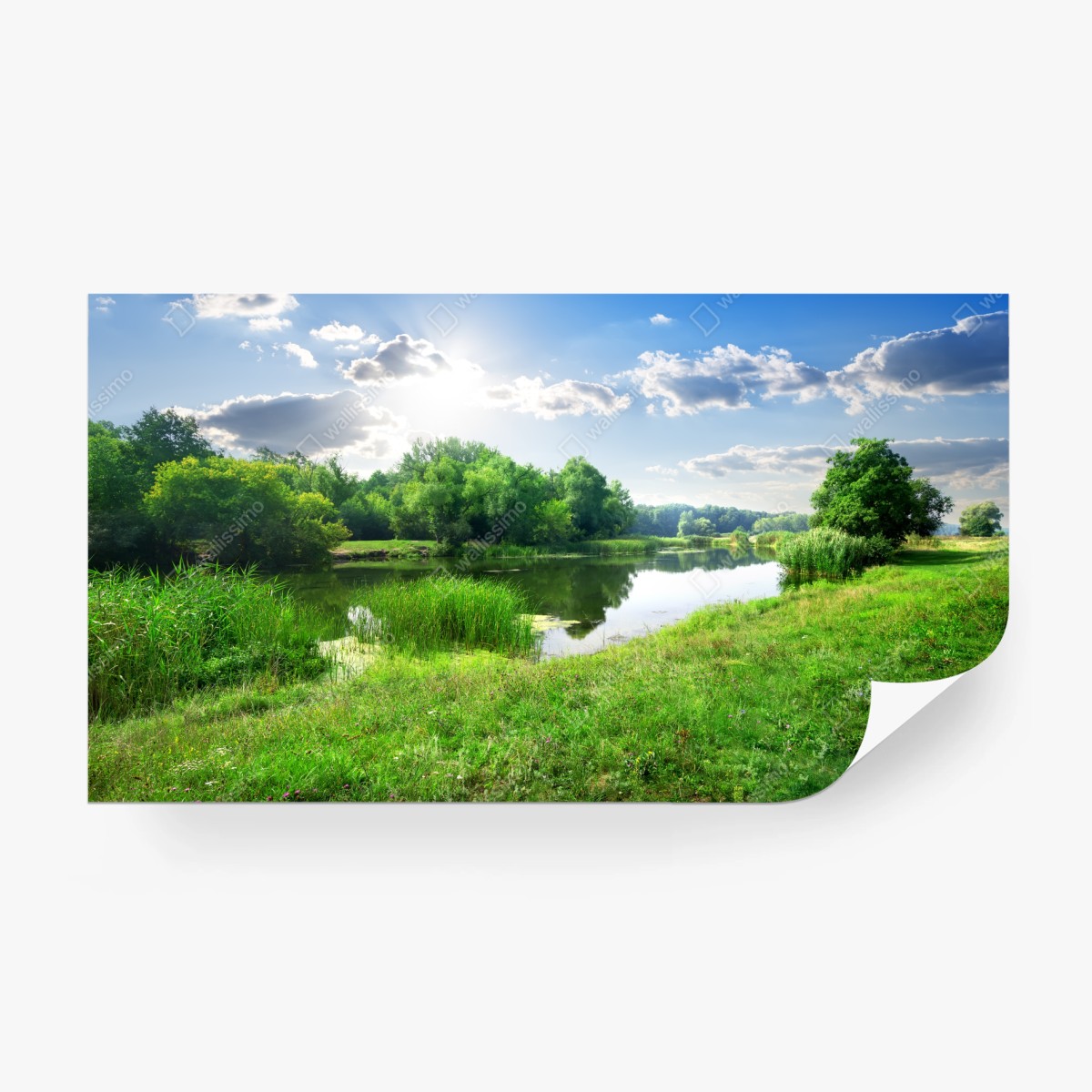 Wall mural sunlit riverside meadow • Wallissimo®