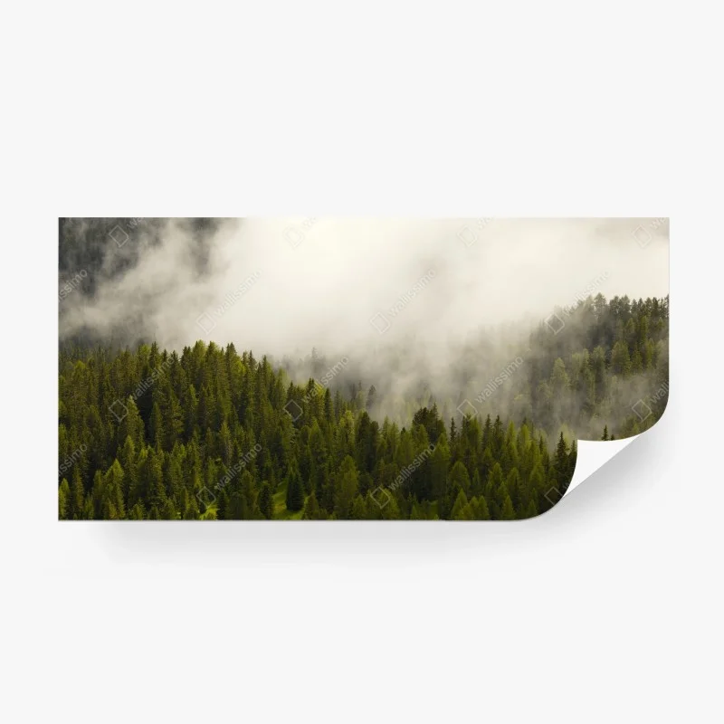 Wall mural misty evergreen forest
